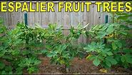How To Espalier Fruit Trees With A Double Cordon Trellis System