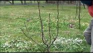 Training and pruning young Nashi Pears to 'Vase' shape