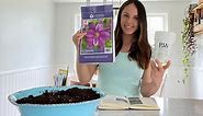 Potting Bare Root Clematis - Dr. Ruppel from Costco