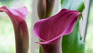 How to Plant a Purple Calla Lily Outside