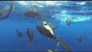 Wide open Yellowfin Tuna under water- Pacific Dawn Sportfishing - Sept 2015 - Underwater squad