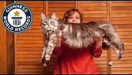 The World's Longest Domestic Cat - Guinness World Records