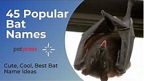 45 Popular Bat Names - Best Way To Name Your Pet Bat