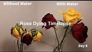 Yellow Rose and Red Rose Withering (Dying) Timelapse 4k | Red Rose | Yellow Rose | Flower Time Lapse