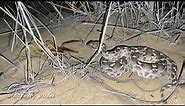 Sawscaled viper attacks Camel spider in Dubai desert