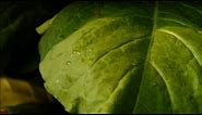 American Leaf - Tobacco's Last Harvest Documentary
