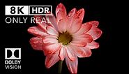 Reborn 8k HDR Dolby Vision