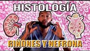 Histología - RIÑÓN y NEFRONA (Túbulo Urinífero, Glomérulo, Cápsula, Túbulos y Asa de Henle)
