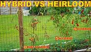 Why Do HYBRID Tomatoes Perform Better? Hybrid VS Heirloom Seeds EXPLAINED!