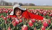 Meerdonk Tulips Fields Spring 2021