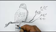 How to Draw a Hawk