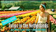 Tulips in Spring | Travel Guide to Keukenhof Garden & Best Places to See Tulip in the Netherlands