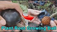 How to Use Air Layering Pods (Propagation Balls ) | Plant Root Growing Box Instructions (Review)
