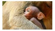 Julina hugs her little newborn baby so sticky! so much lovely adorable monkey!