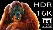 World First - 16K Video Ultra HD [HDR] - Dolby Vision