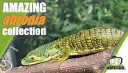 Rare Abronia lizard collection
