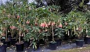 Angel Trumpets (Brugmansia) blooming... - Plant Care Today