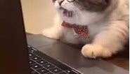 Cat with Glasses on Laptop