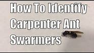 How to identify carpenter ant swarmers