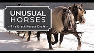 Unusual Horses: Black Forest Draft