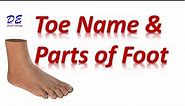 Toe Names | Parts of the Foot | Toe names in English |