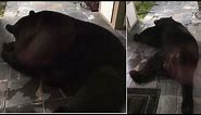 Man Finds Huge Black Bear Sleeping On His Front Porch