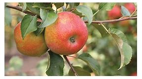 The Best Apple Trees to Grow in Your Home Garden