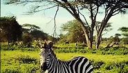 Baby Zebra! First Steps to Stand Up and Walk (Animals, Wildlife, Wild Babies, Nature Documentary 4K)