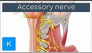 What is the Accessory Nerve? (preview) - Human Anatomy | Kenhub