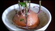 Growing Sweet Potato (Ipomoea batatas) Indoors, Pleasantville, New York