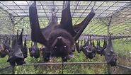 Australian rescued Bats | Rehab | Bat Megabat (Flying-fox) (Fruit bat) in care ❤️🦇