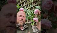 The generous Gardner from @david_austin_roses #gardenerben