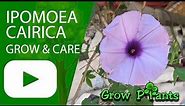 Ipomoea cairica - grow care and eat (Morning glory plant)