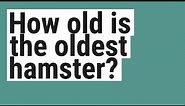 How old is the oldest hamster?