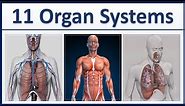 Human Organ Systems Part 1 - 3D Animation - 11 major organ systems of the human body Explained
