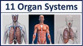 Human Organ Systems Part 1 - 3D Animation - 11 major organ systems of the human body Explained