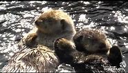 Sea Otters Milo and Tanu Holding Paws