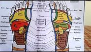 Reflexology - How to Read a Foot Reflexology Chart