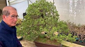 How to Prune a Japanese White Pine