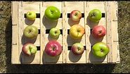 Terroir : pourquoi privilégier les pommes anciennes ?