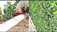 How To Propagating Creeping Fig Plants From Cuttings For Home Fences