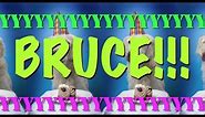HAPPY BIRTHDAY BRUCE! - EPIC Happy Birthday Song