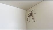 Massive House Spider in Japan #1 (HUNTSMAN SHOWDOWN!?) [Kiwi In Japan 014]