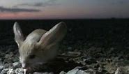 Long-eared Jerboa: extraordinary desert creature