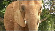 Zoocademy - African Elephants - Zoo Miami