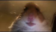 Hamster Facetime HILARIOUS Meme Compilation