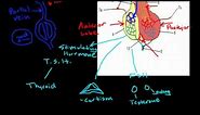 Hypothalamus & Pituitary Physiology