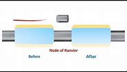 Node of Ranvier, the Functions