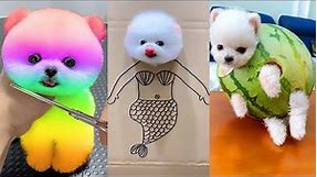 Cute Pomeranian Puppies Doing Funny Things #8 | Cute and Funny Dogs