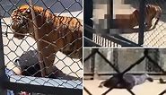 Shocking moment zookeeper is savaged and eaten alive by tiger he’d raised from a cub at Chinese zoo